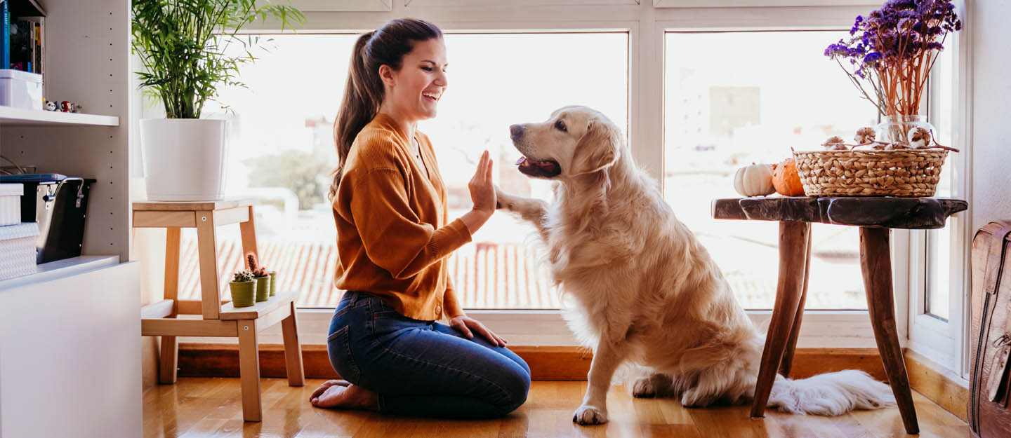 Pet-Friendly Hotels