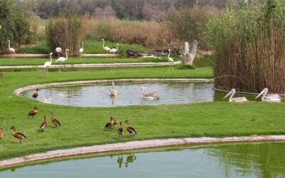 Exploring the Wildlife and Nature Reserves of the UAE