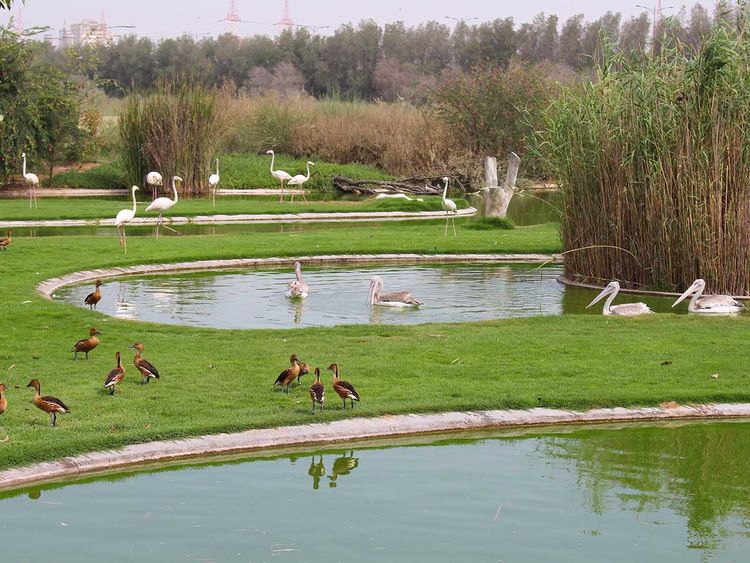 Exploring the Wildlife and Nature Reserves of the UAE