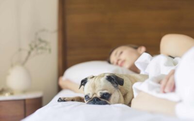 Pet-Friendly Hotels: Extended Stay With Your Furry Friend