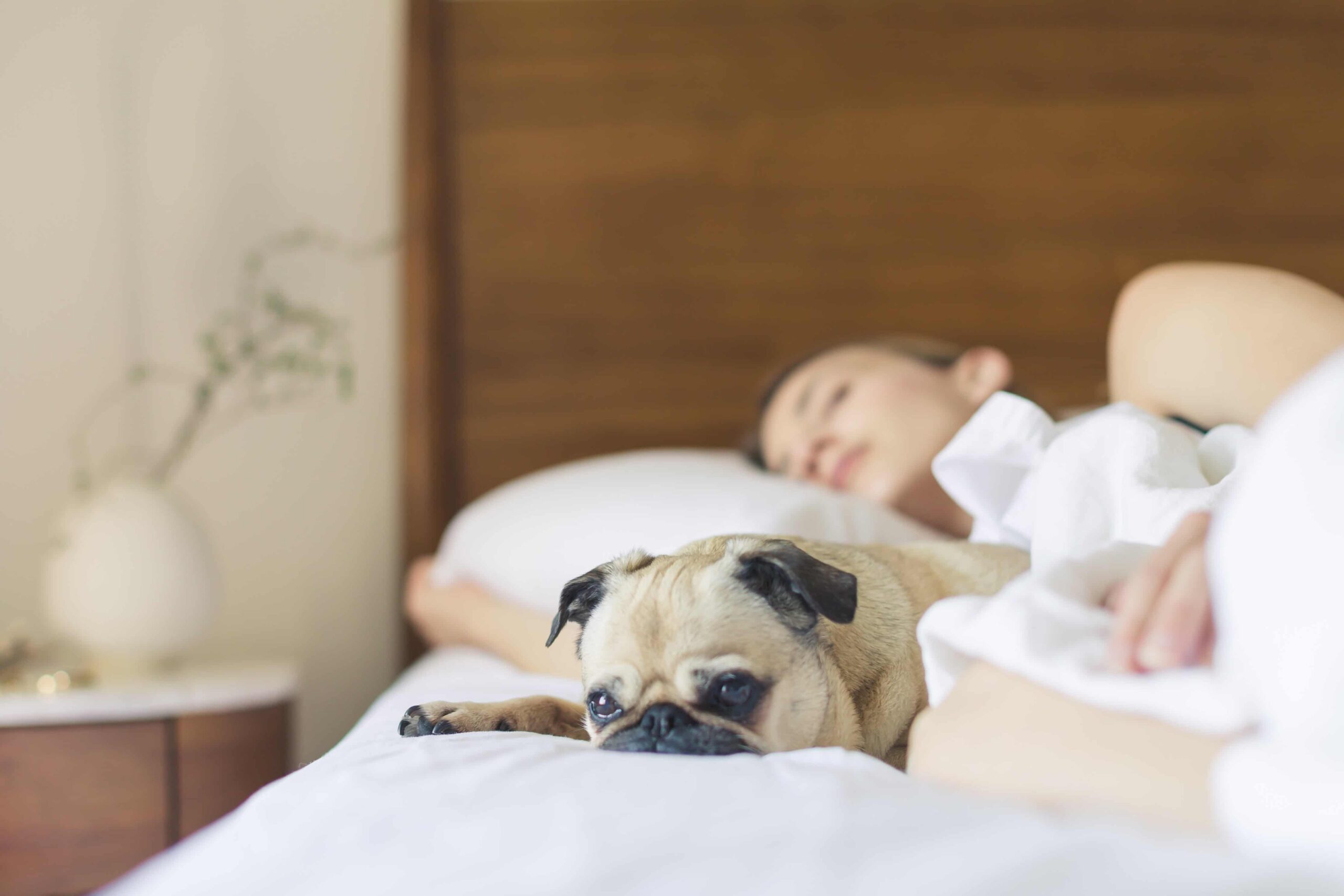 Pet-Friendly Hotels