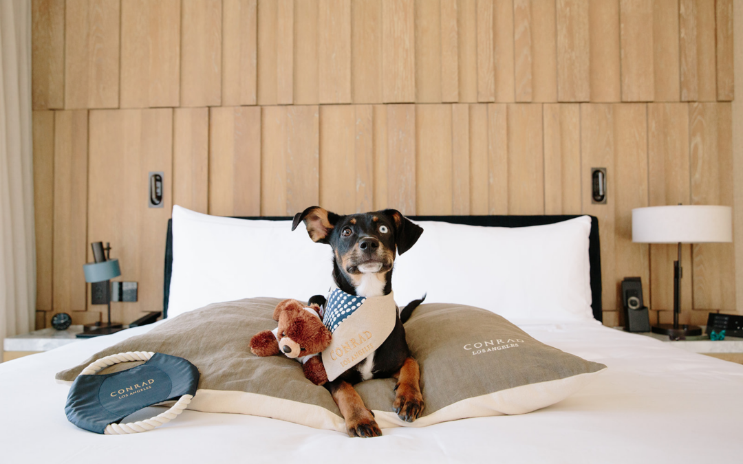 The Best Pet Friendly Hotels in Abu Dhabi​ for a Comfortable Stay with Your Furry Friend