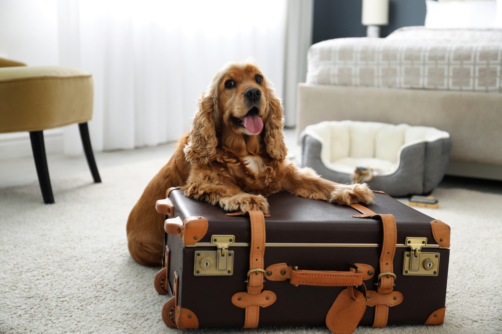 Pet-Friendly Hotels 