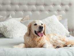 Top 5 Pet-Friendly Hotels for flexible stay in Dubai