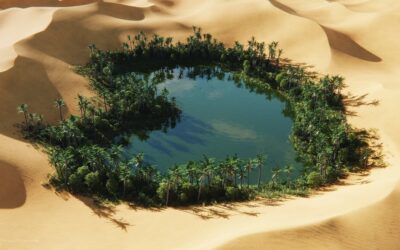 UAE oasis Wonders: Discover Desert Greenery