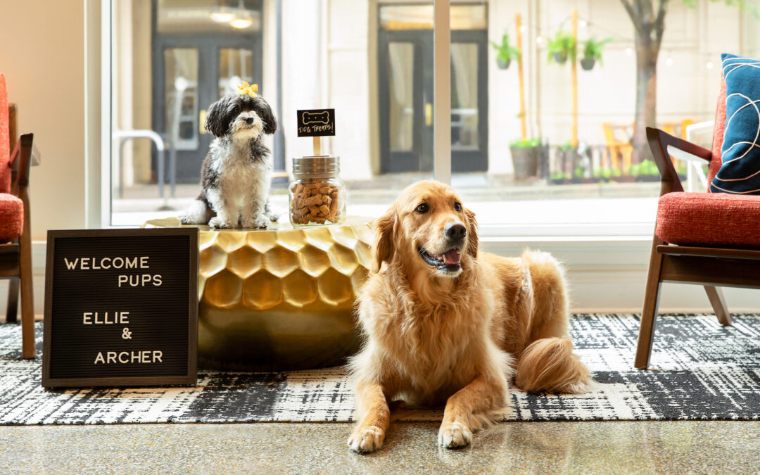 Top 8 Pet Friendly Hotels Dubai: Book Now and Avail Yourself of a Spotless Stay!