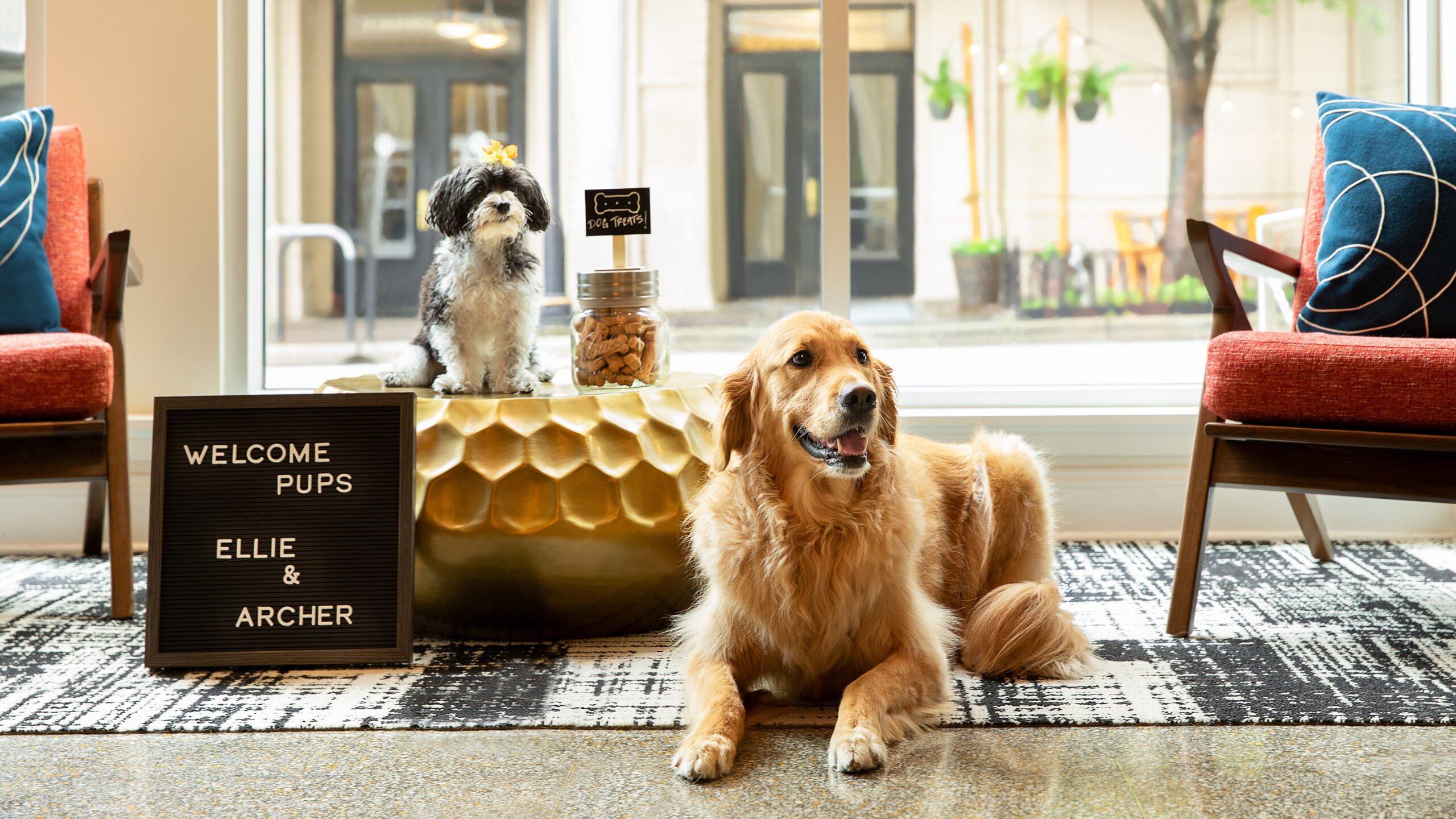 Pet-Friendly Hotels