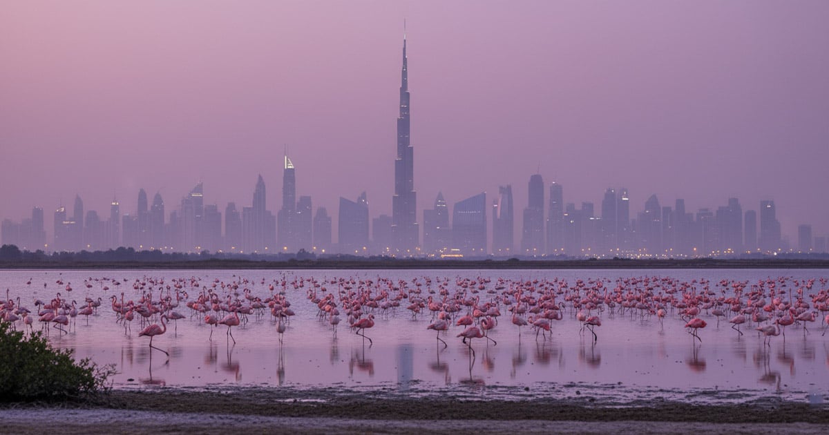 Ras Al Khor Wildlife Sanctuary