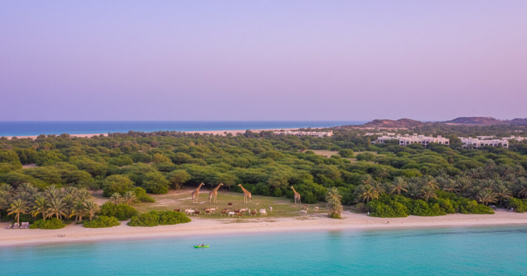 sir-bani-yas-island-abu-dhabi-2026-exciting-escape-estaie